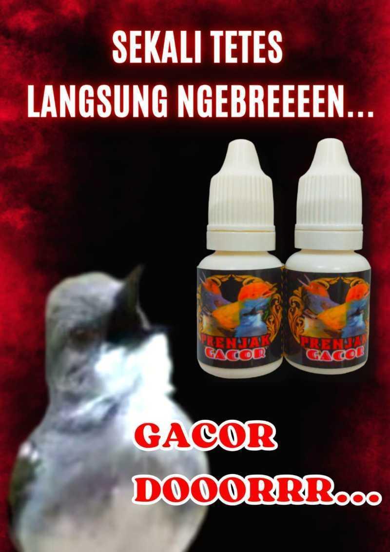 Agen Gacor: Tempat Terbaik untuk Mendapatkan Burung Berkualitas